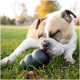 Hellbraun-weiße Bulldogge, die ein schwarzes Gummispielzeug auf dem Gras kaut, Augen geschlossen, herbstlicher Park im Hintergrund.