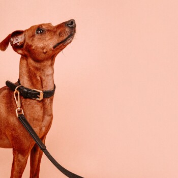 Hundehalsband Veganes Leder schwarz XL