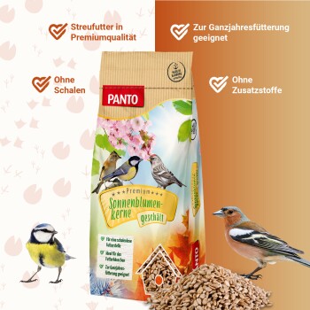 Ein großer Haufen roher Sonnenblumenkerne auf einem weißen Hintergrund, der ihre hellbraune Farbe und ovale Form zeigt.