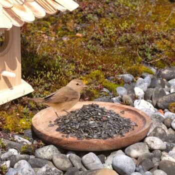 Ein kleiner brauner Vogel steht auf einem Holzbrett, das mit Sonnenblumenkernen gefüllt ist, neben einem Vogelhaus und umgeben von bunten Kieseln und Moos.