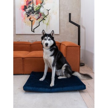 Ein schwarz-weißer Hund sitzt auf einem blauen Hundebett in einem modernen Wohnzimmer mit einem orangefarbenen Sofa und abstrakter Wandkunst im Hintergrund.