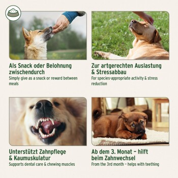 Vierfeld-Grafik für Haustiere: Hundefotos mit Bildunterschriften (Snack/Belohnung; Beschäftigung & Stressreduktion; Zahnpflege; Zahnen)