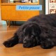 Chien noir et duveteux allongé sur un sol en bois, avec une étiquette bleue au-dessus indiquant « Petite pause ».