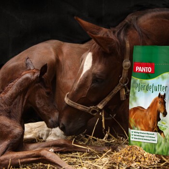 Eine Stute und ihr Fohlen schmusen in einem mit Stroh gefüllten Stall neben einem Sack Panto Pferdefutter, das Vitamine und Omega-Fettsäuren hervorhebt.
