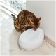 Braun gefleckte Katze trinkt aus einem weißen elektrischen Trinkbrunnen für Haustiere auf einem hellen Holzboden an einer Wand.