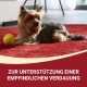 Ein Yorkshire Terrier auf einem roten Teppich neben einem gelben Tennisball, mit deutschem Textüberlagerung: 'Zur Unterstützung einer empfindlichen Verdauung.'