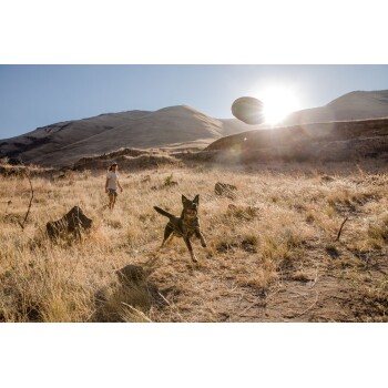 Ein verspielter Hund läuft durch ein sonnendurchflutetes, grasbewachsenes Feld und jagt eine fliegende Scheibe, während eine Person im Hintergrund spaziert.