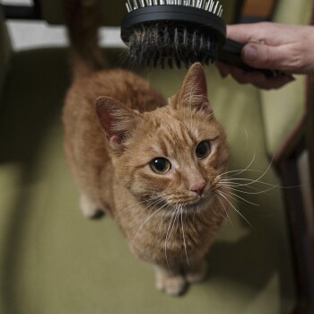 Eine orangefarbene Katze, die mit einer schwarzen Bürste gebürstet wird, sitzt auf einem grünen Stuhl.
