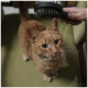 Eine orangefarbene Katze, die mit einer schwarzen Bürste gebürstet wird, sitzt auf einem grünen Stuhl.
