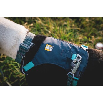 Nahaufnahme eines schwarz-weißen Hundes, der ein blaues und türkisfarbenes Geschirr mit einem "Ruffwear"-Logo trägt, vor einem grasbewachsenen Hintergrund.