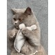 Eine hellgraue Katze mit bernsteinfarbenen Augen hält spielerisch ein weiches, plüschiges Spielzeug in Form eines Knochens, das auf einer grauen Oberfläche liegt.