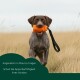Drei strapazierfähige Stoff-Hundetrainingsdummy-Spielzeuge in Blau, Orange und Grün mit schwarzen Griffen.