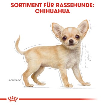 Chiwawa royal online