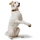 Ein weißer Hund sitzt mit erhobenen Vorderpfoten, trägt ein orange-schwarzes Halsband, vor einem schlichten weißen Hintergrund.