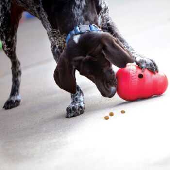 Gespikkelde zwart-witte hond met blauwe halsband die met zijn poot op een rood speeltje met 'KONG' tikt terwijl brokjes op beton vallen