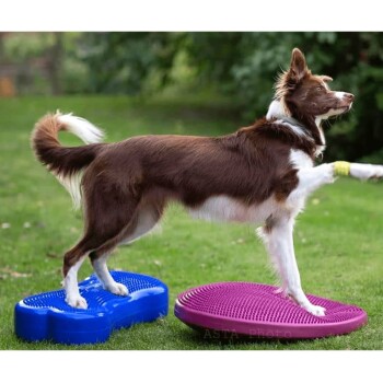Ein brauner und weißer Hund steht auf zwei bunten Balance-Discs, einer blauen und einer lila, auf einer grasbewachsenen Fläche.