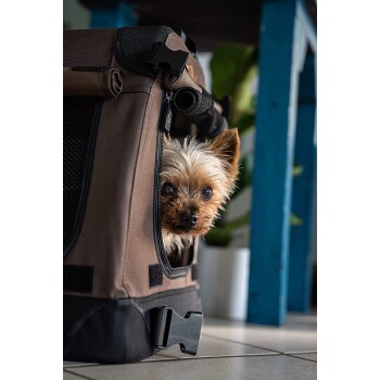 Ein kleiner Yorkshire Terrier schaut aus einem braunen Haustierträger mit Netzpaneelen heraus, vor einem Hintergrund aus blauen Möbeln und Grünpflanzen.