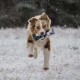 Australian Shepherd Hund läuft im Schnee mit einem blau-grünen Spielzeug im Maul.