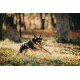 Ein verspielter schwarz-brauner Hund, der ein oranges Geschirr trägt, läuft fröhlich durch ein mit Herbstblättern übersätes Grasgebiet.