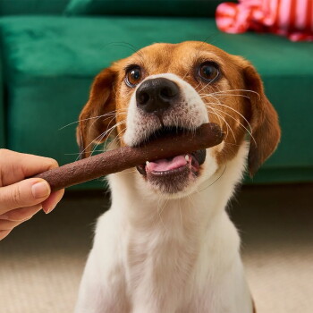 Kleiner braun-weißer Hund nimmt einen braunen Kaustab aus einer Hand, grünes Sofa im Hintergrund.
