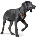 Ein schwarzer Hund mit einem braunen Lederhalsband läuft anmutig und zeigt sein glänzendes Fell und seinen aufmerksamen Ausdruck.