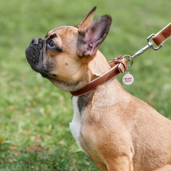 Fawn Franse bulldog met een bruine leren halsband en riem met label 'I'M LOST!'; grasachtige achtergrond