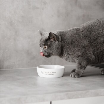 Eine graue Katze mit gelben Augen leckt sich die Lippen, während sie neben einer weißen Schüssel steht, die mit "FUTTERNAPF - lass es dir schmecken" auf einer grauen Arbeitsplatte beschriftet ist.