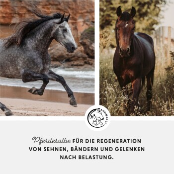 Ein graues Pferd galoppiert am Strand; ein braunes Pferd steht auf Gras. Text: "Pferdesalbe für die Regeneration von Sehnen, Bändern und Gelenken."