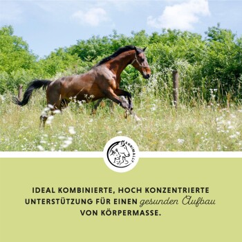 Ein braunes Pferd galoppiert auf einer grasbewachsenen Wiese unter einem blauen Himmel, mit Text darunter über die Unterstützung für eine gesunde Körpermasse.