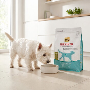 West Highland White Terrier blanc reniflant un bol à côté d'un sac de nourriture pour chiens hypoallergénique Select Gold Medica Veterinary Diet – Généré par IA