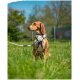 Ein Beagle sitzt auf einer grasbewachsenen Fläche, trägt ein beiges Geschirr und eine Leine, mit Bäumen und einem blauen Himmel im Hintergrund.