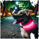 Ein glücklicher Hund mit einem leuchtend pinken Halsband steht auf einem beleuchteten Parkweg, umgeben von Bäumen und Straßenlaternen in der Nacht.