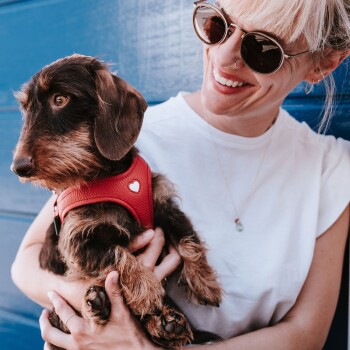 Eine Person hält einen kleinen, braun-schwarzen Hund mit einem roten Geschirr mit einem Herzsymbol, vor einem blauen Hintergrund.