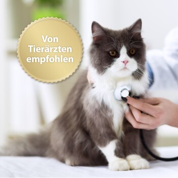 Eine flauschige grau-weiße Katze wird von einem Tierarzt mit einem Stethoskop untersucht, mit einem Abzeichen, das sagt "Von Tierärzten empfohlen."