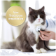 Eine flauschige grau-weiße Katze wird von einem Tierarzt mit einem Stethoskop untersucht, mit einem Abzeichen, das sagt "Von Tierärzten empfohlen."