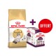 Sac de nourriture pour chat Royal Canin Ragdoll avec un pack bonus de friandises Sensory pour chat, mettant en avant le mot "OFFERT" en rouge.