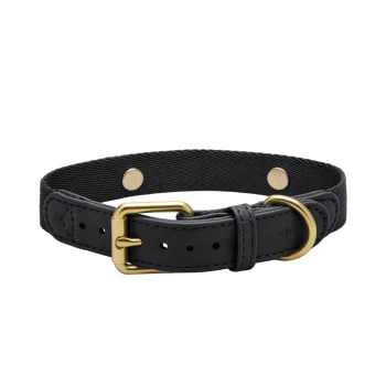 Schwarzes Haustierhalsband mit einer goldenen Schnalle und D-Ring, mit einem strukturierten Stoffband und Metallknöpfen.