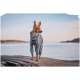 Ein stilvoller Hund in einem grauen Hoodie steht an einem felsigen Ufer und blickt in die Ferne mit einem ruhigen Wasserhintergrund.