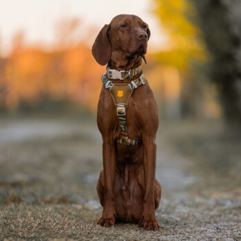 Brauner Vizsla sitzt draußen und trägt ein hellbraunes Geschirr mit Camouflage-Riemen und ein passendes Halsband, vor einem sanften Herbsthintergrund.