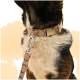 Eine Nahaufnahme des Hundehalses mit einem gemusterten Halsband und einer angehängten Leine, vor einem sanften beigen Hintergrund.