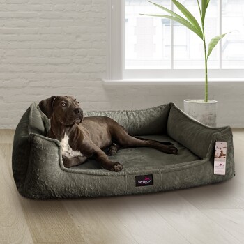 Ein brauner Hund liegt auf einem plüschigen, grünen Haustierbett in einem hellen Raum mit einer Pflanze und einem großen Fenster, mit einem Etikett, das "tierlando" liest.