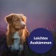 Ein Hund sitzt in einem Feld mit Lavendelblüten, mit einer kreisförmigen Sprechblase, die "Leichtes Auskämmen" in weißen Buchstaben zeigt.