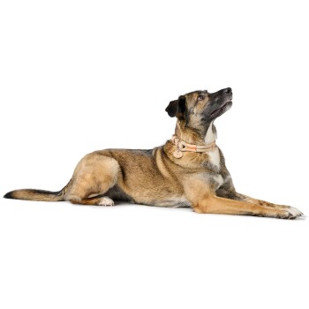 Ein mittelgroßer Hund mit kurzem Fell, der liegt und nach oben schaut, trägt ein helles Halsband mit einem Etikett.