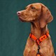 Ein Nahaufnahme-Profil eines braunen Hundes mit einem leuchtend orangefarbenen Halsband vor einem dunkelgrünen Hintergrund.