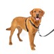 Ein Golden Retriever, der ein schwarzes Geschirr und eine Leine trägt, vor einem weißen Hintergrund steht und fröhlich aussieht.