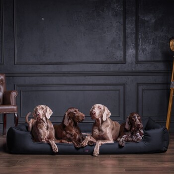 Ein schwarzer Dobermann, der bequem auf einem roten Haustierbett mit einem Logo, das "tierlando" liest, vor einer Backsteinwand liegt.