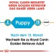 Royal Canin Leitfaden für Golden Retriever, der die Fütterungsphasen angibt: "Welpe" für 2 Monate, "Erwachsener" nach 15 Monaten.