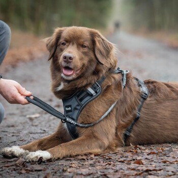 Ein brauner Hund, der ein schwarzes Geschirr trägt, sitzt auf einem Waldweg, während eine Person eine Leine hält, die am Geschirr befestigt ist.