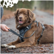 Ein brauner Hund, der ein schwarzes Geschirr trägt, sitzt auf einem Waldweg, während eine Person eine Leine hält, die am Geschirr befestigt ist.