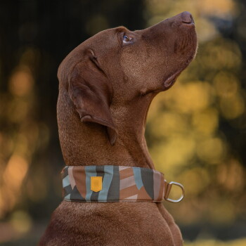 Brauner Hund im Profil, trägt ein breites Halsband mit Tarnmuster und D-Ring, blickt nach oben vor unscharfem Herbsthintergrund.